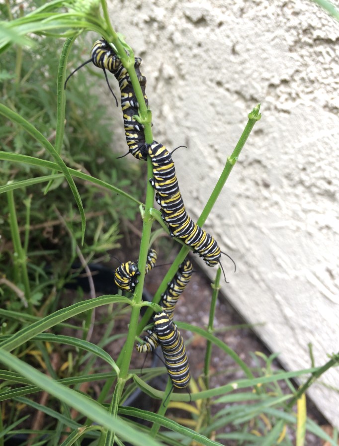 Caterpillars on Mexican whorled milkweed - Asclepias fascicularis