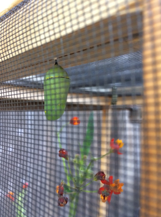 First stage of chrysalis