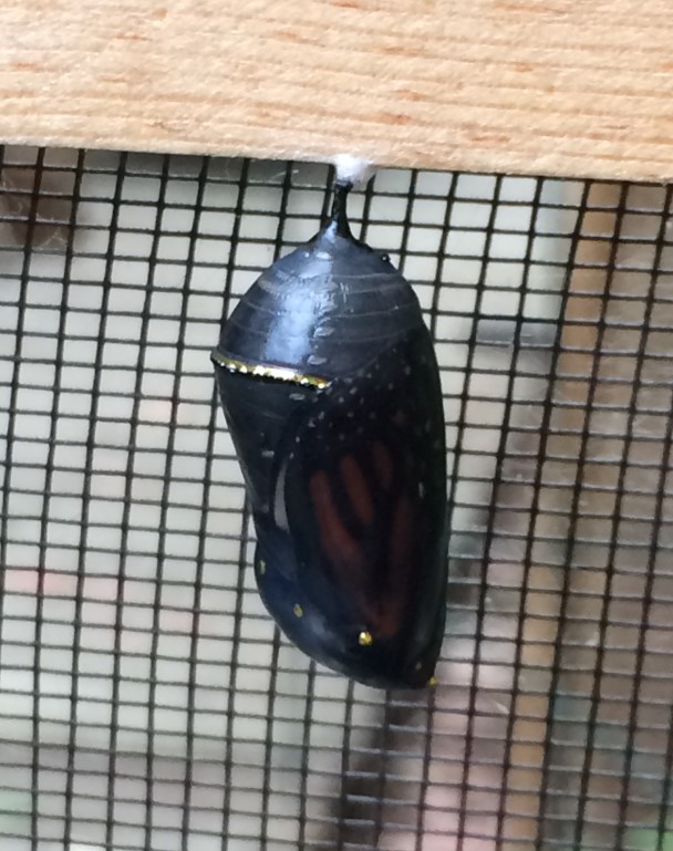 Chrysalis in final stage