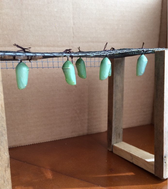 Several chrysalis tied to stand