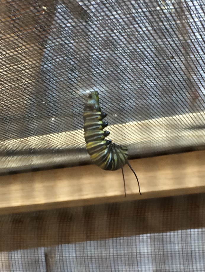Caterpillar in hanging j position
