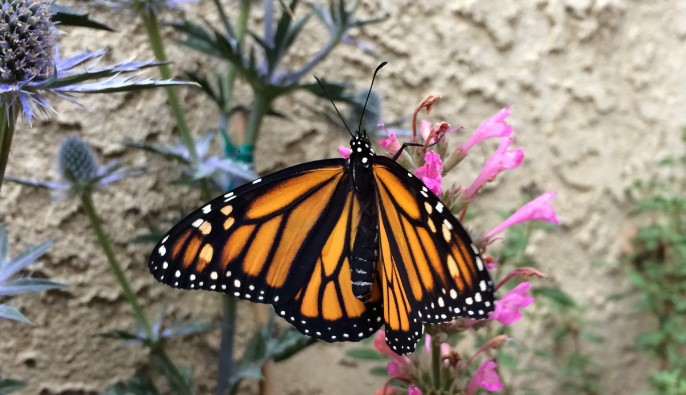 Monarch Butterfly Conservation