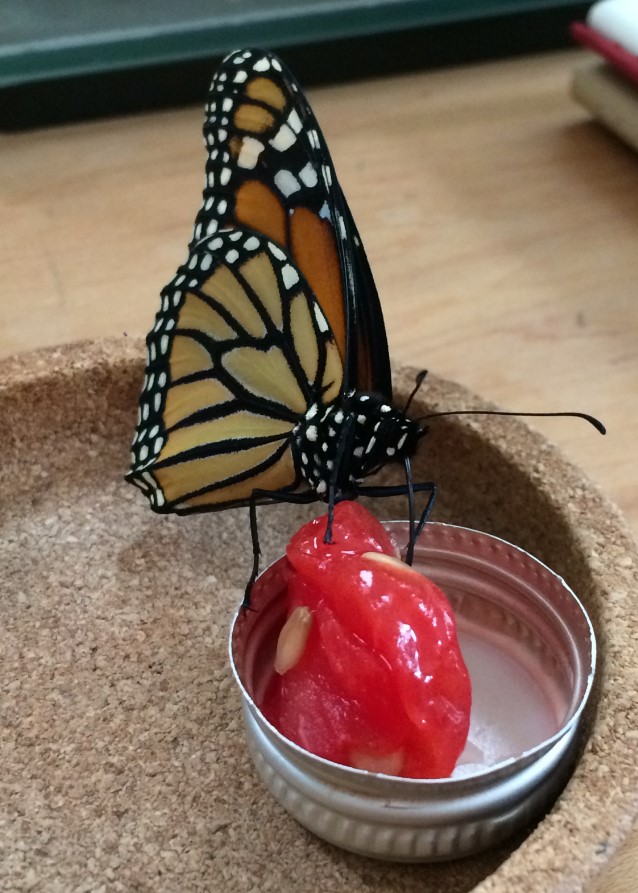 Monarch eating watermelon